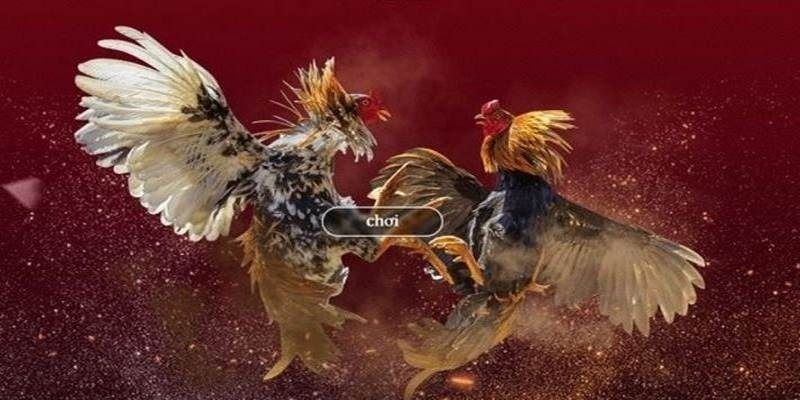 Chấp Điều Gà Chọi Là Gì? Luật Chấp Trong Đá Gà 5 chap-dieu-ga-choi-hap-dan