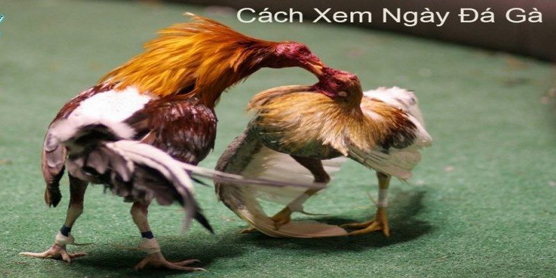 Coi Ngày Đá Gà - Cách xem ngày đá gà chuẩn nhất 6 coi-ngay-da-ga-tim-hieu