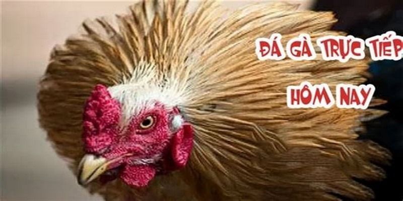 Luật Chơi Đá Gà Thomo Chi Tiết Anh Em Cược Thủ Cần Biết 6 da-ga-thomo-nhu-nao