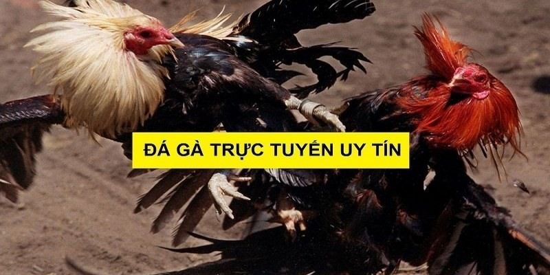Đá Gà Trực Tiếp Hấp Dẫn Tại Nhà Cái Uy Tín Số 1 Châu Á 6 da-ga-truc-tiep-uy-tin