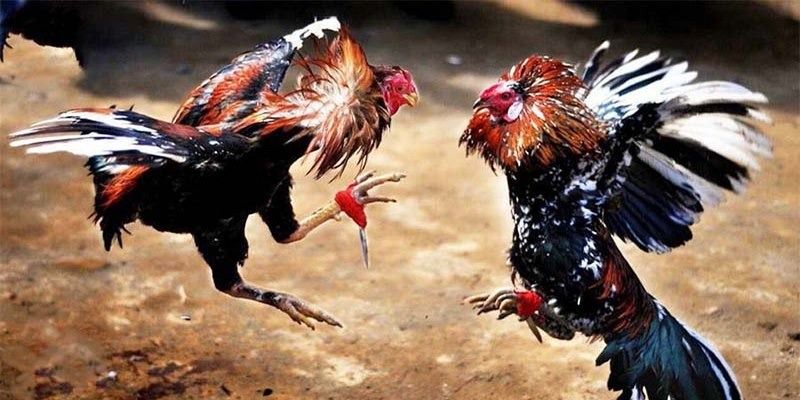 Kinh Nghiệm Cá Cược Đá Gà Bất Bại Từ Cao Thủ 5 kinh-nghiem-ca-cuoc-da-ga-cuc-chuan