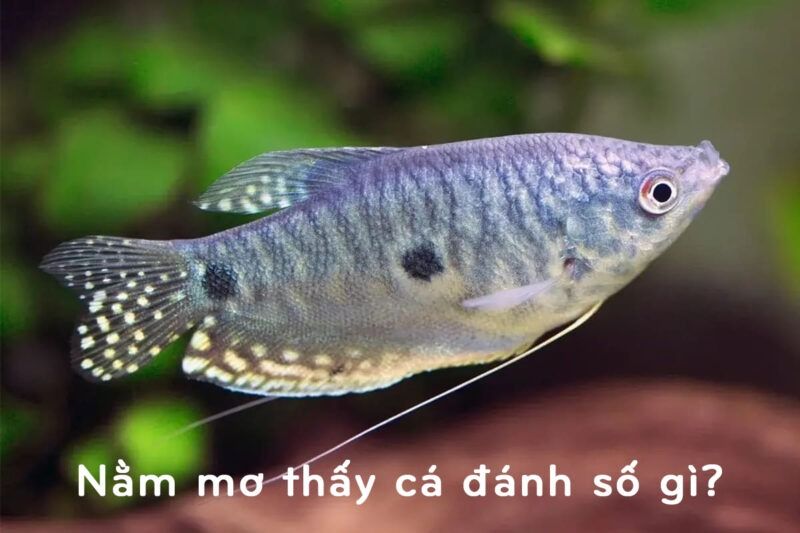 Nằm mơ thấy cá đánh số gì? Giải mã giấc mơ thấy cá chi tiết 10 Nằm mơ thấy cá đánh số gì?