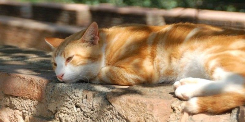 Ý nghĩa giấc mơ thấy mèo là điềm lành hay dữ? Đánh số mấy? 6 Mơ thấy mèo đang tắm nắng là lành hay dữ?