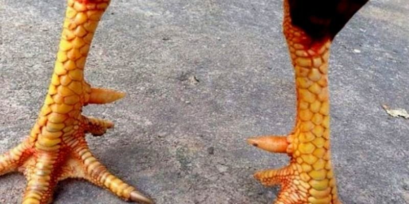 Vảy gà ngũ quỷ có đặc điểm gì? Vảy ngũ quỷ tốt hay xấu 5 Vay-ga-ngu-quy-da-hay-khong