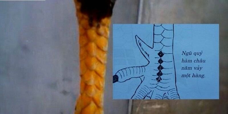 Vảy gà ngũ quỷ có đặc điểm gì? Vảy ngũ quỷ tốt hay xấu 4 Vay-ga-ngu-quy