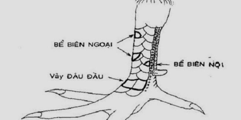 23 Vảy Gà Xấu Sư Kê Nên Tránh Khi Chọn Gà Đá 14 Gà có vảy bể biên nội, biên ngoại