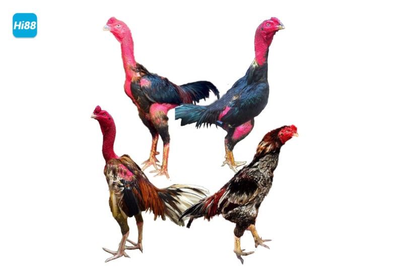 Chia sẻ cách chọn gà đá hay nhất, bách chiến bách thắng 5 Chọn đúng chiến kê giúp tăng tỉ lệ chiến thắng