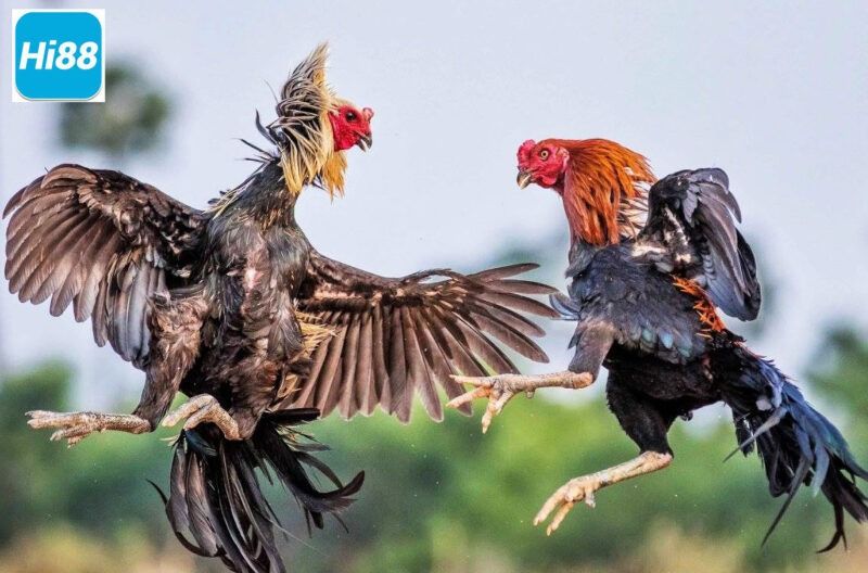 Chia sẻ cách chọn gà đá hay nhất, bách chiến bách thắng 6 Dựa vào xem tướng để chọn gà hay