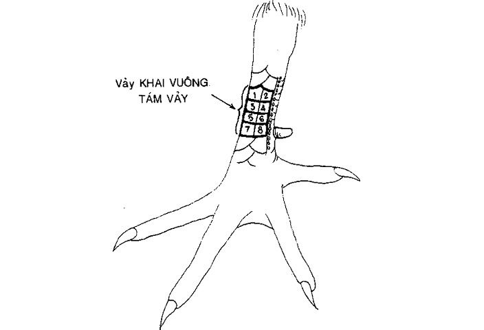 23 Vảy Gà Xấu Sư Kê Nên Tránh Khi Chọn Gà Đá 11 Vảy bát khai vuông