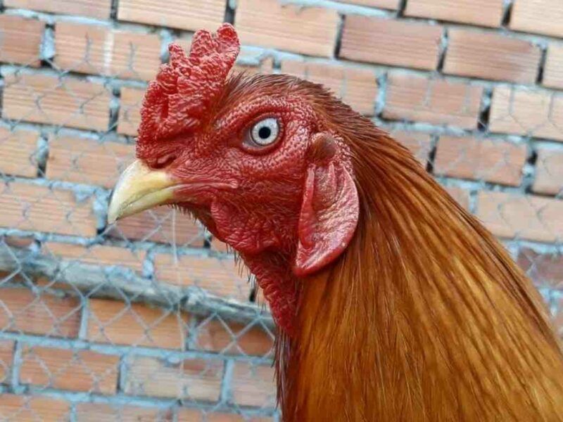 Hướng dẫn cách xem mắt gà chọi đẹp, chuẩn nhất 2023 5 Lưu ngay 4 cách xem mắt gà chọi chuẩn nhất trên đây