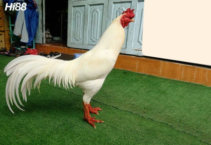 10 giống Gà chọi Mỹ thiện chiến được người chơi gà yêu thích 16 Gà chọi Thái