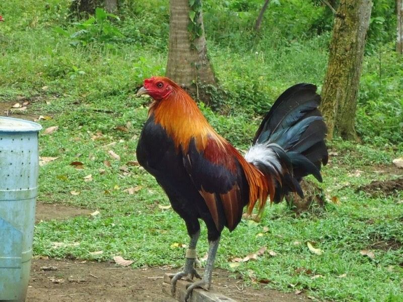 10 giống Gà chọi Mỹ thiện chiến được người chơi gà yêu thích 21 Giống gà Hatch