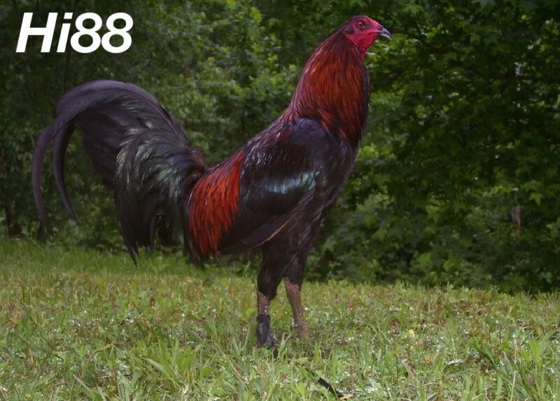 10 giống Gà chọi Mỹ thiện chiến được người chơi gà yêu thích 15 Giống gà Malay