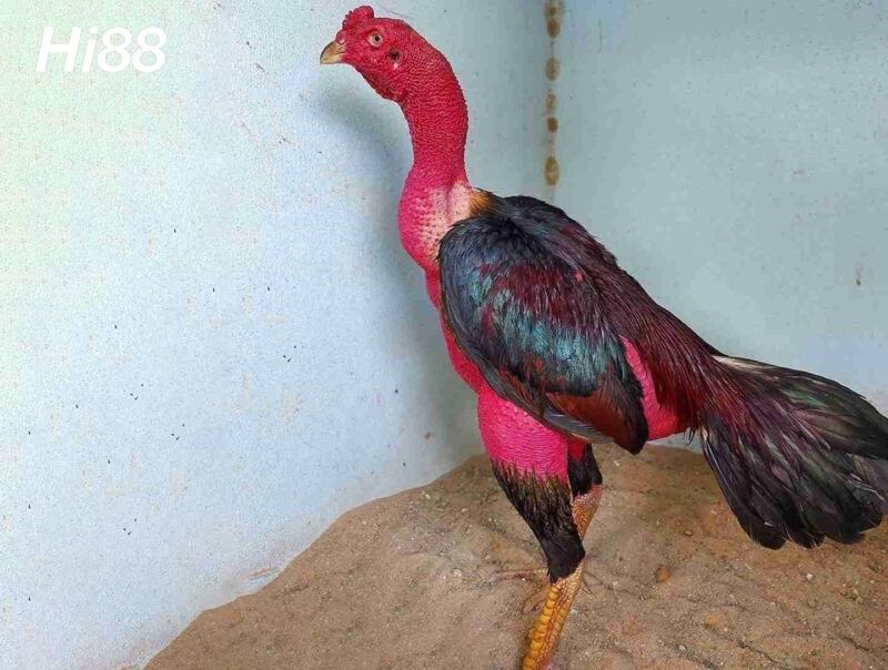 10 giống Gà chọi Mỹ thiện chiến được người chơi gà yêu thích 17 Gà nòi rất được ưa chuộng ở Việt Nam